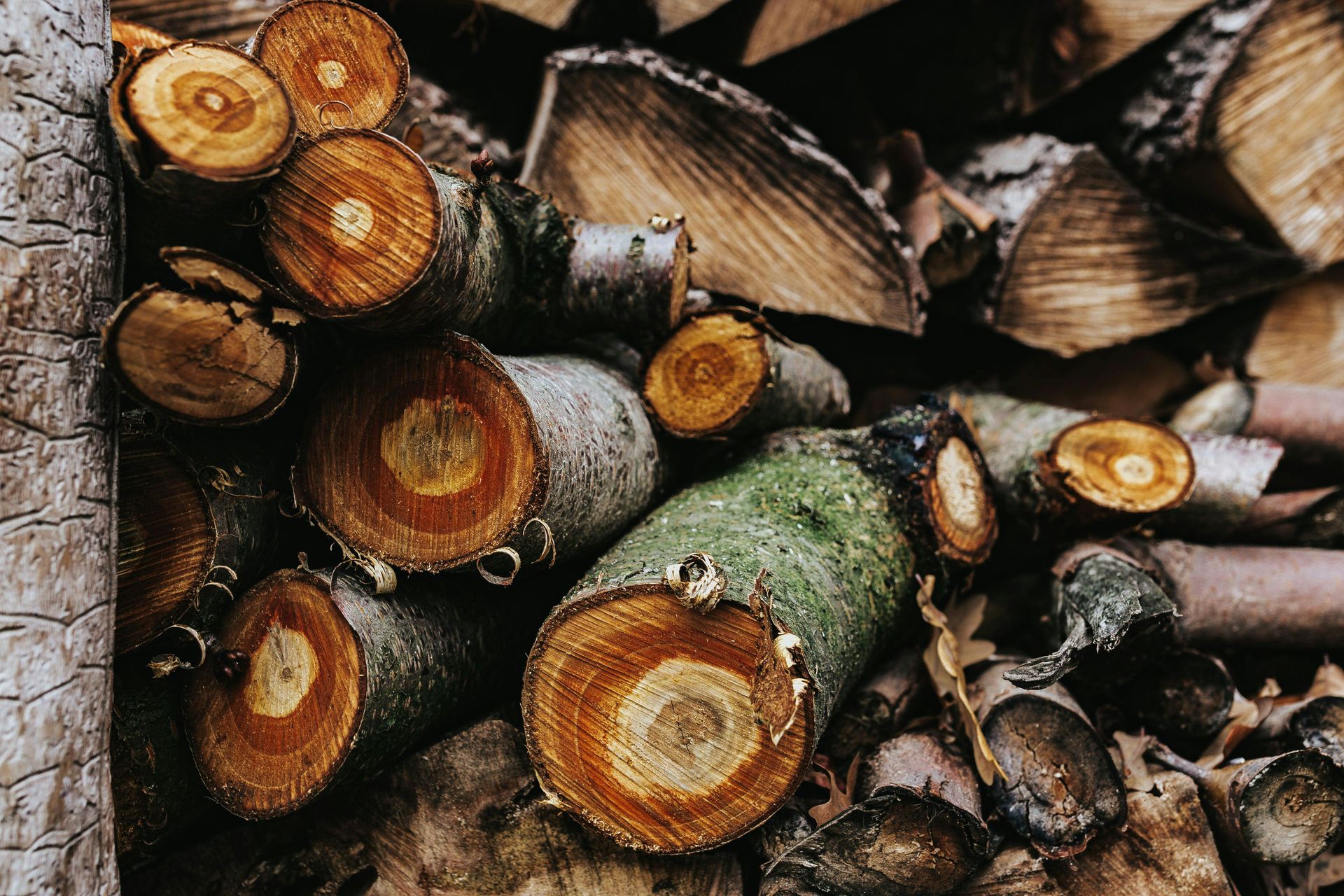 Pile of chopped firewood, showing tree rings and bark.