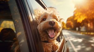 A happy, light-brown dog leans out of a moving car window on a sunny, autumn-colored road.