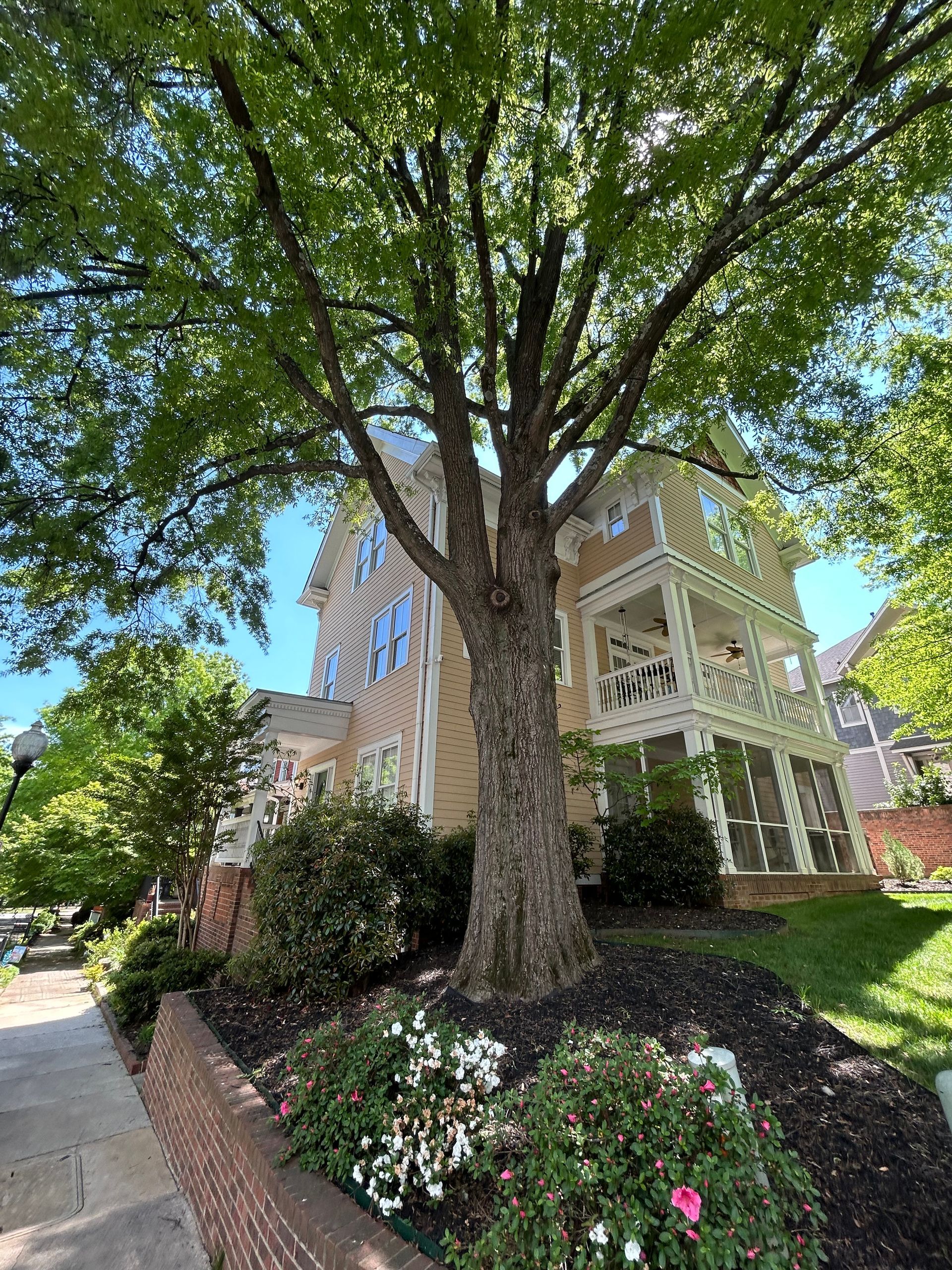 A large tree is in front of a large house.