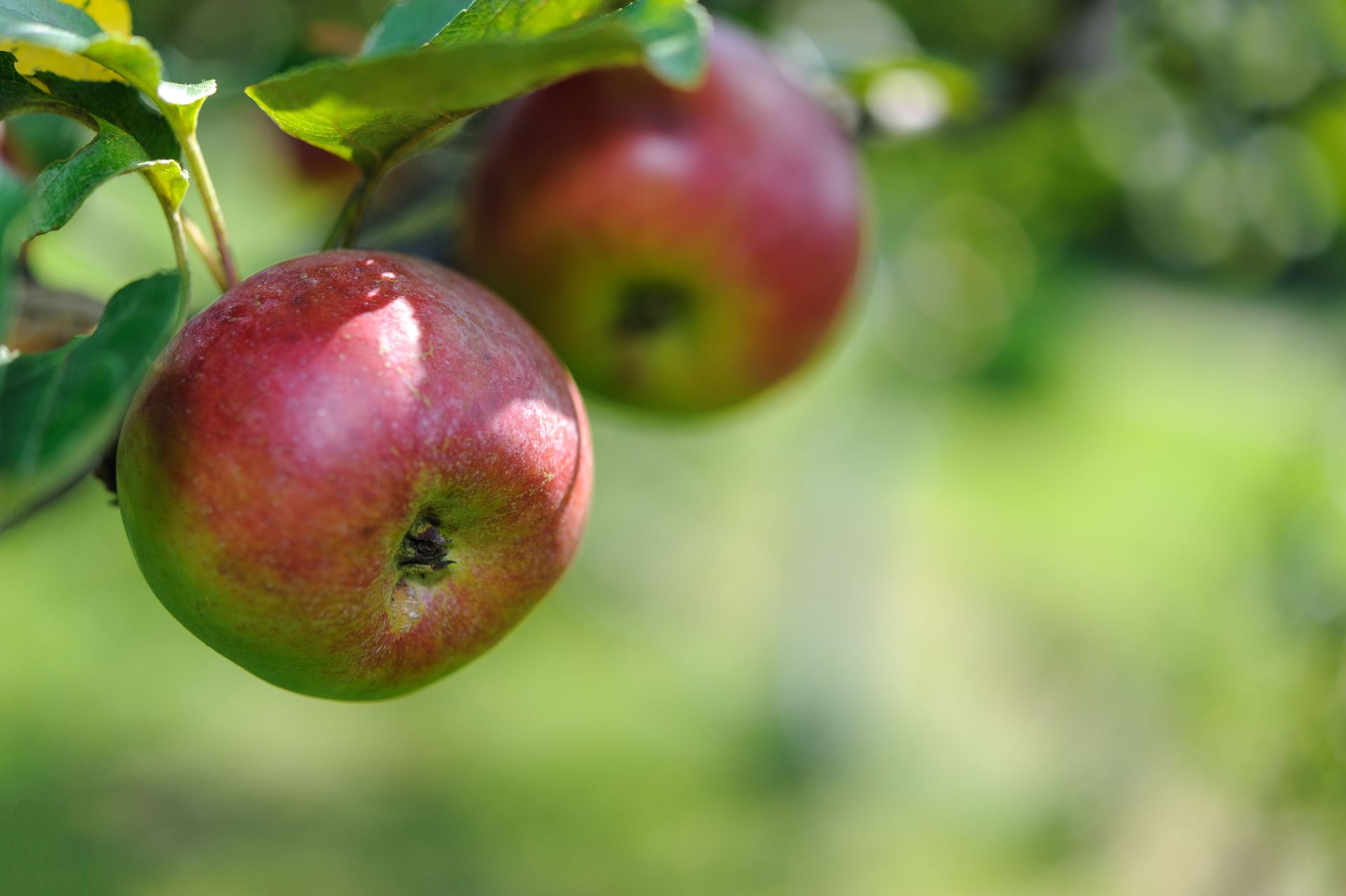 Ripe red apples hanging on a tree branch with green leaves, against a blurred green background