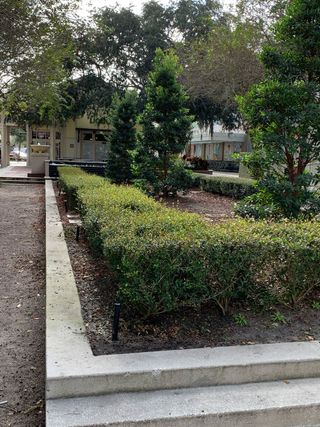 A bush in the park — Orlando, FL — More Than Accounting LLC