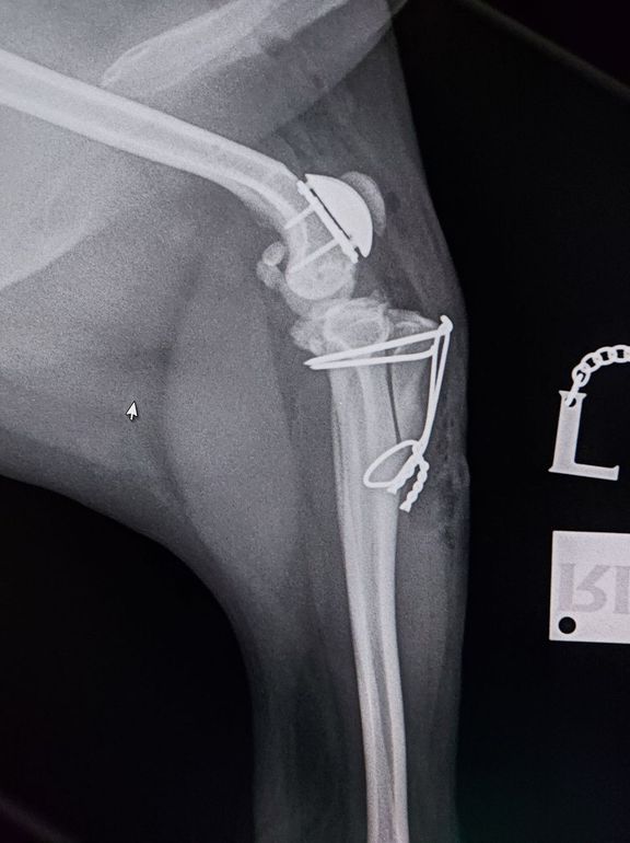 Radiography - Medial Patella Luxation