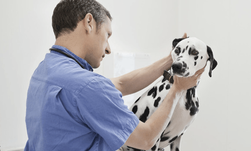 Pet Registration