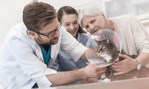 Pet Travel