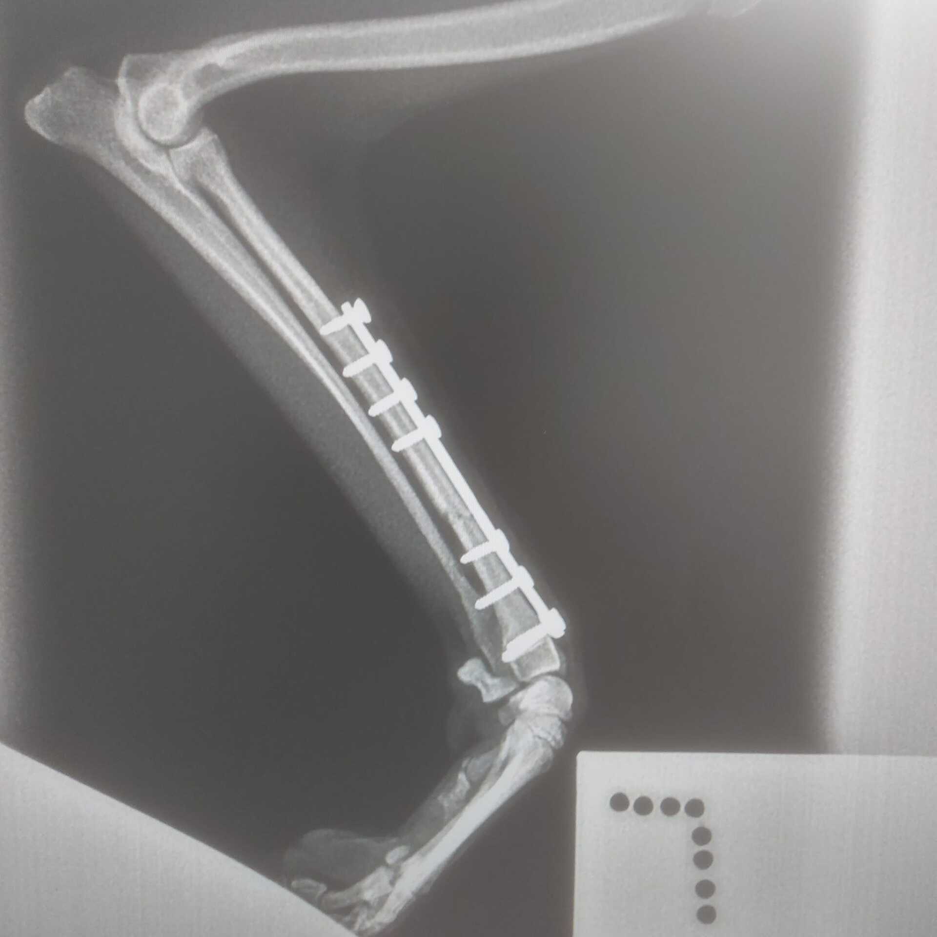 Radio-ulna fracture in a cat (2)