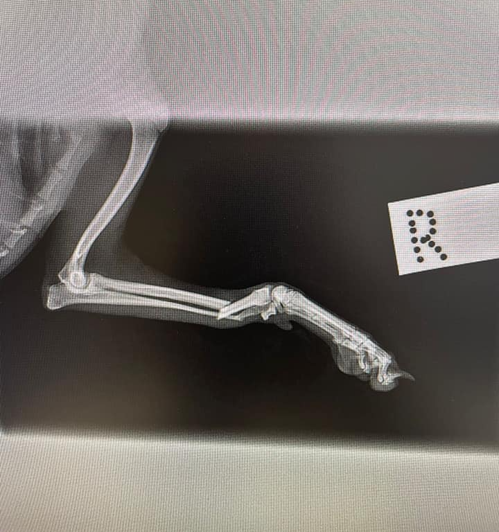 Radio-ulna fracture in a cat (1)