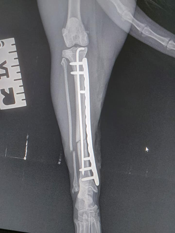 Tibial fracture in a cat (2)