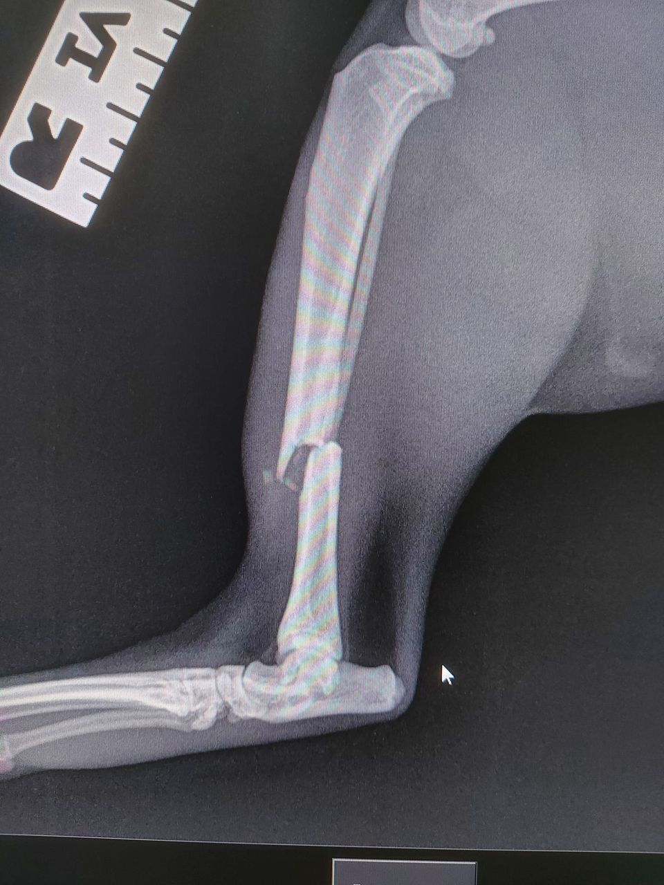 Tibial fracture in a cat (1)