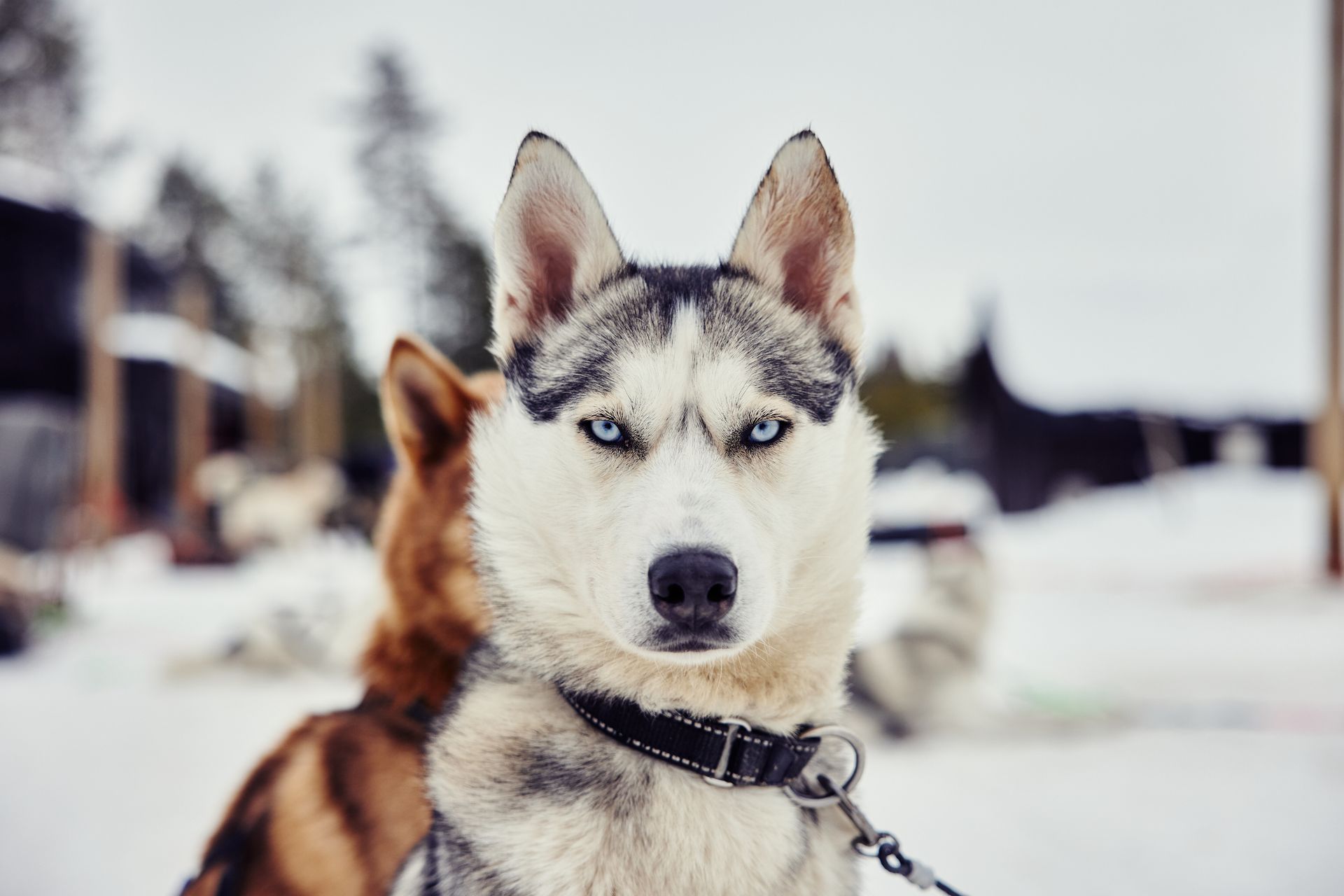 Two husky dogs are standing in the snow looking at the camera.