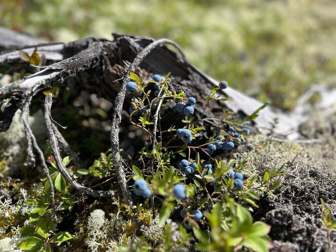 A close up of a plant with blueberries growing out of it