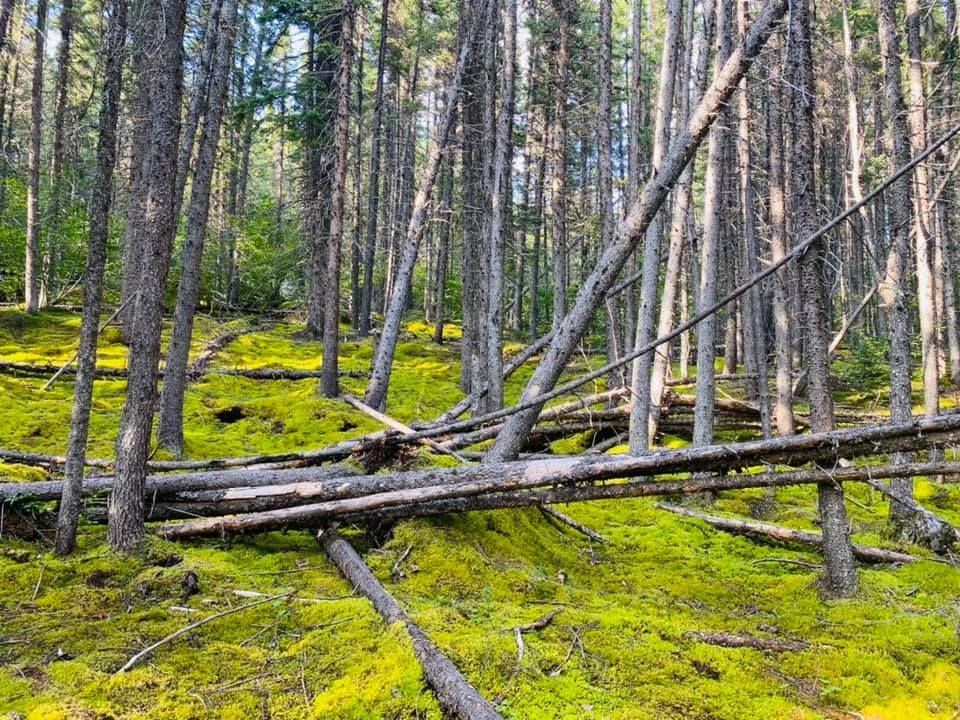 A forest with fallen trees and moss on the ground.