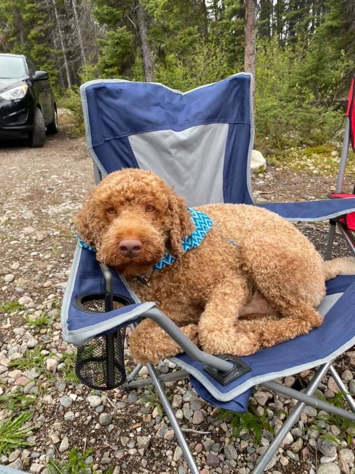 A brown dog is laying in a blue folding chair.