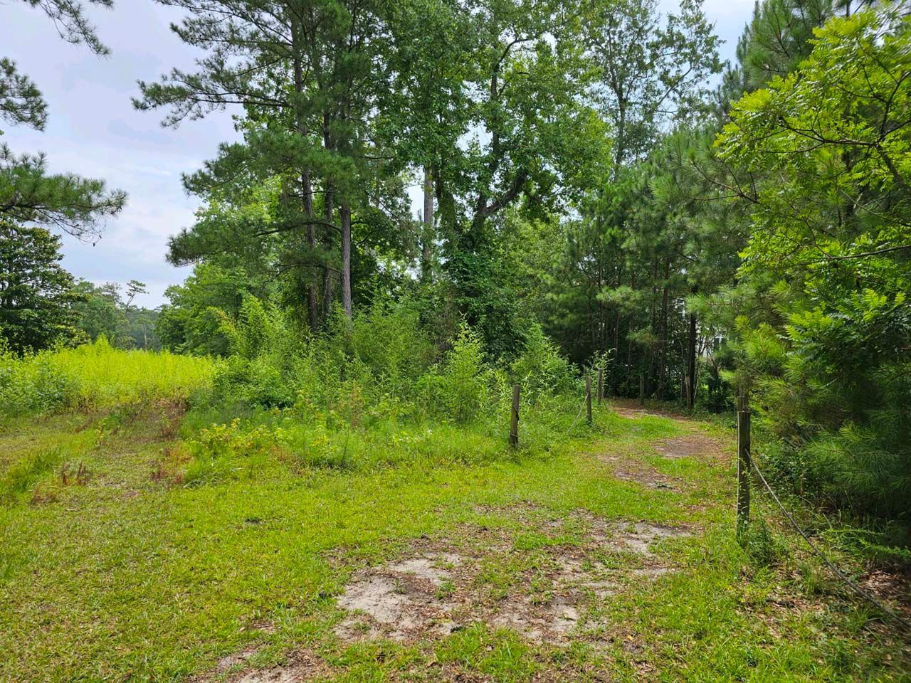A dirt road going through a grassy field surrounded by trees.