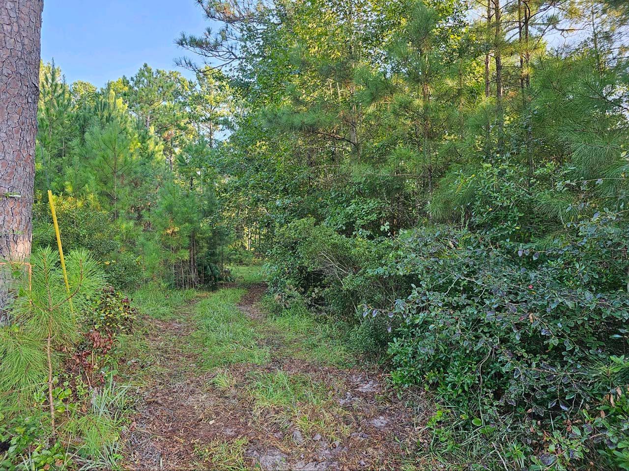 A dirt road in the middle of a forest surrounded by trees and bushes.