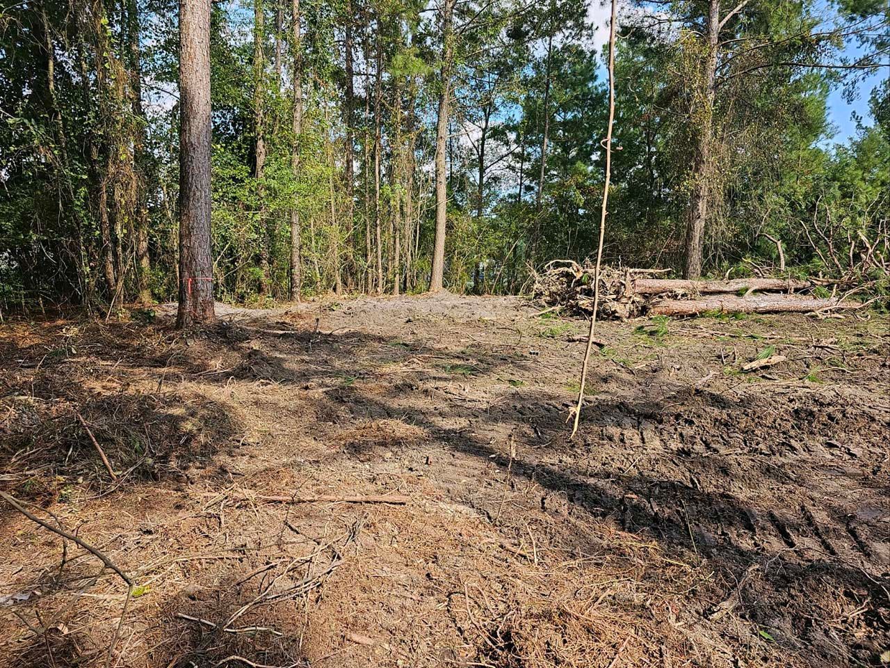 There is a lot of dirt in the middle of the forest.