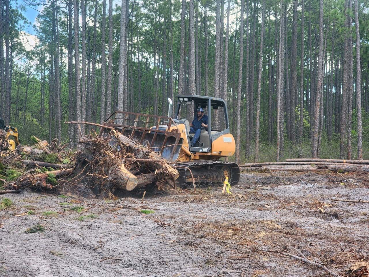 A bulldozer is cutting down trees in a forest.