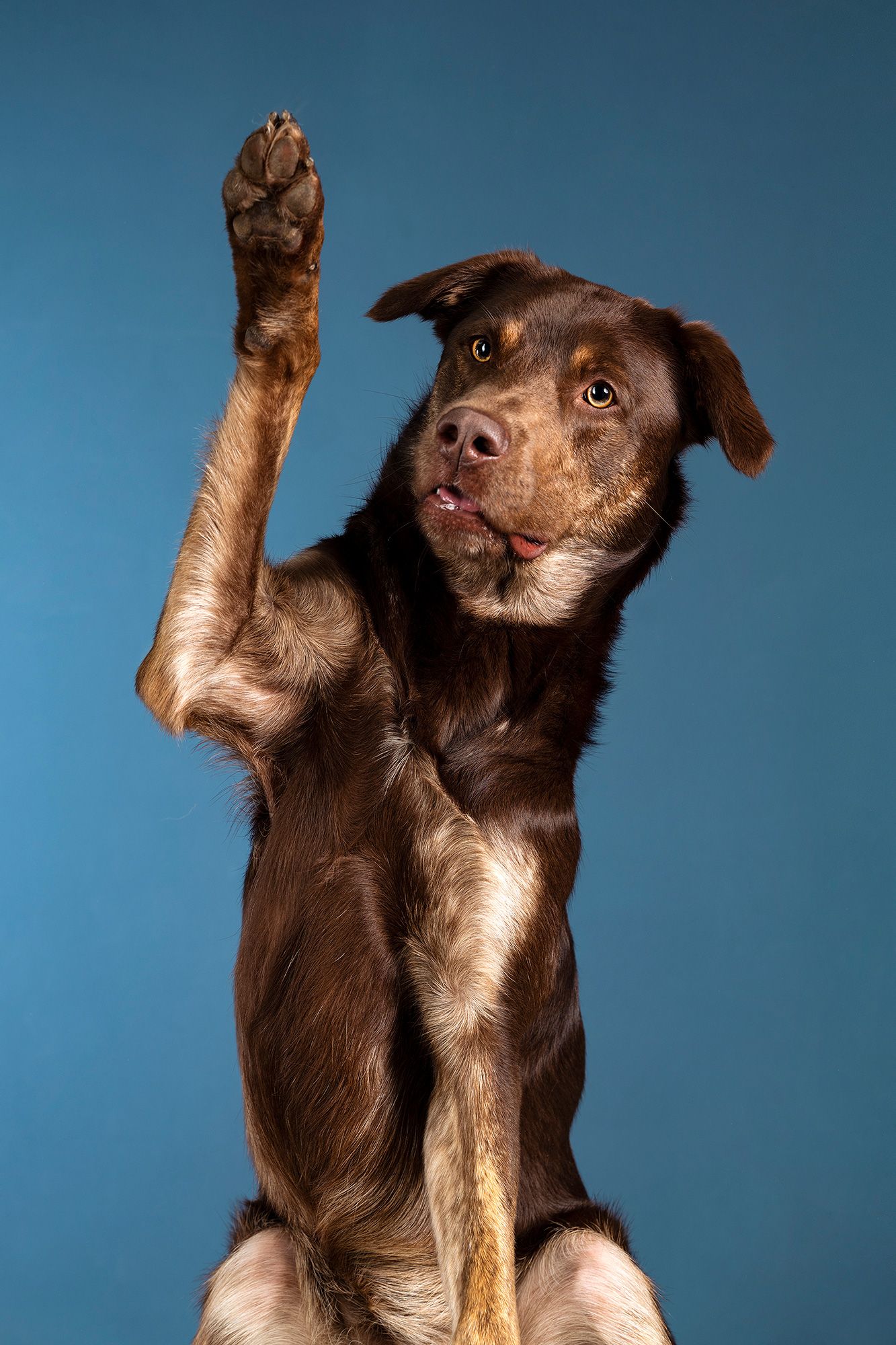 Hundefoto high five