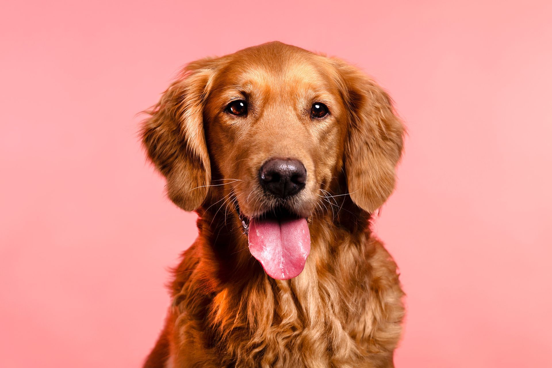 Hundefotografie in Mittelhessen