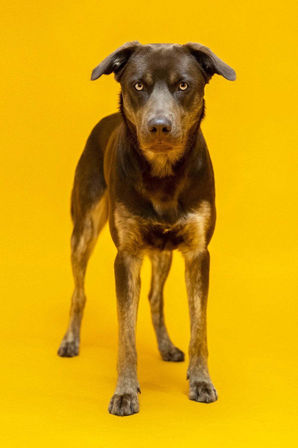 Tierfotografie im Fotostudio Giessen Wetzlar
