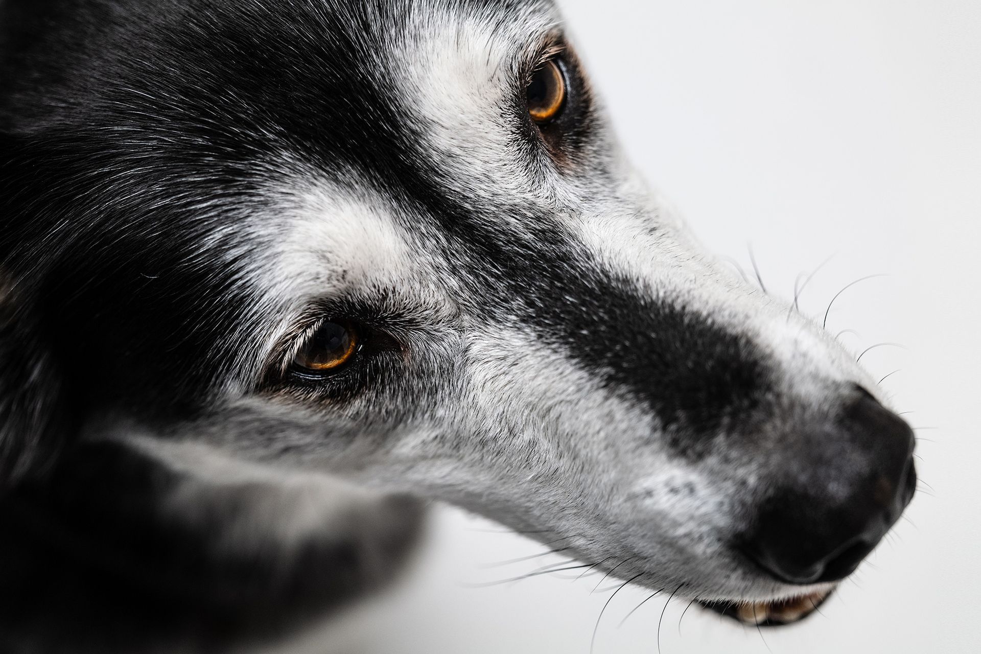 Kreative und professionelle Hundefotografie