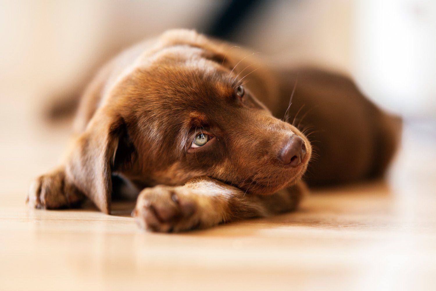 Welpenfotografie Giessen Wetzlar