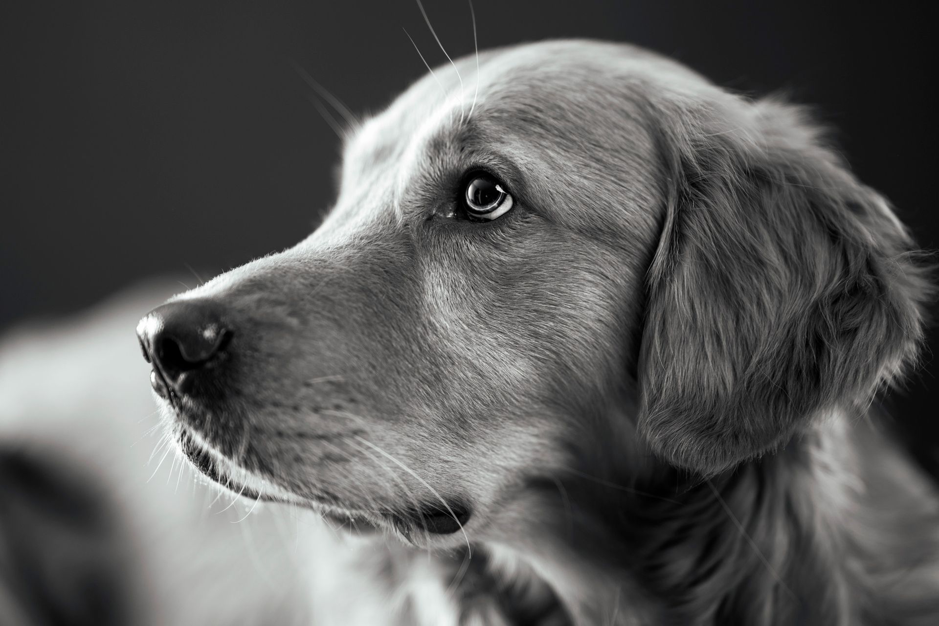 Hundefotos aus Mittelhessen