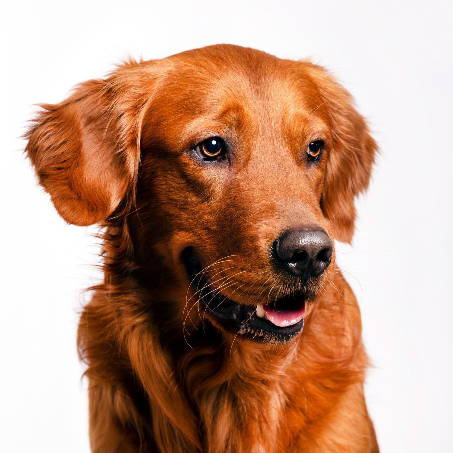 Hundefotografie im Fotostudio Lahnau