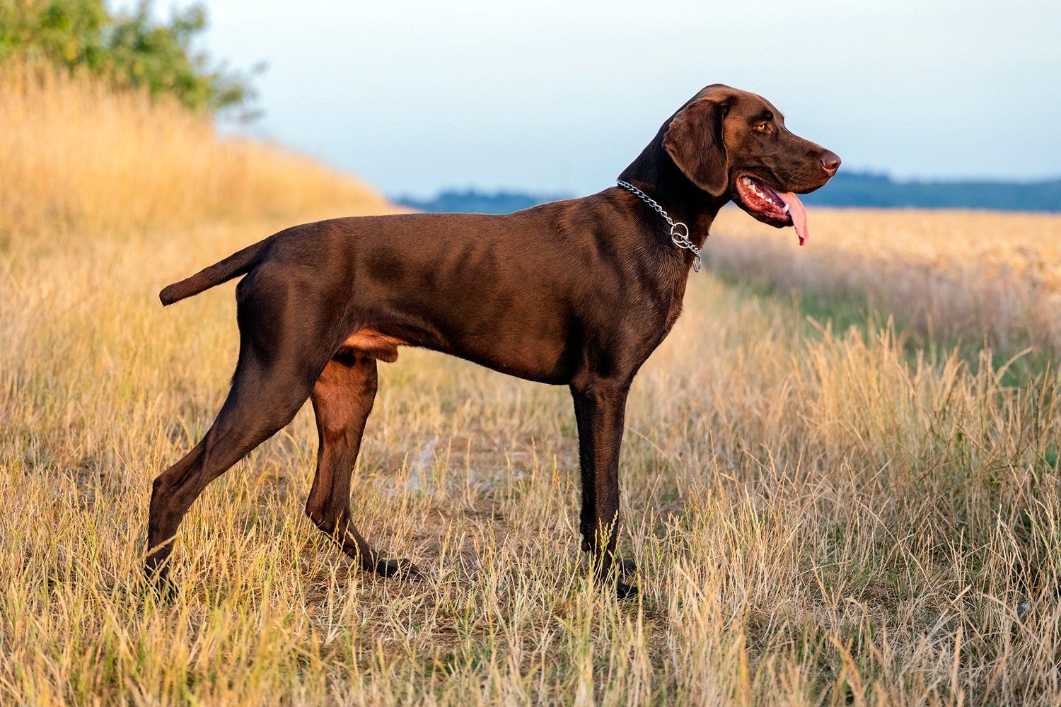 Rassehunde Fotografie Giessen Wetzlar