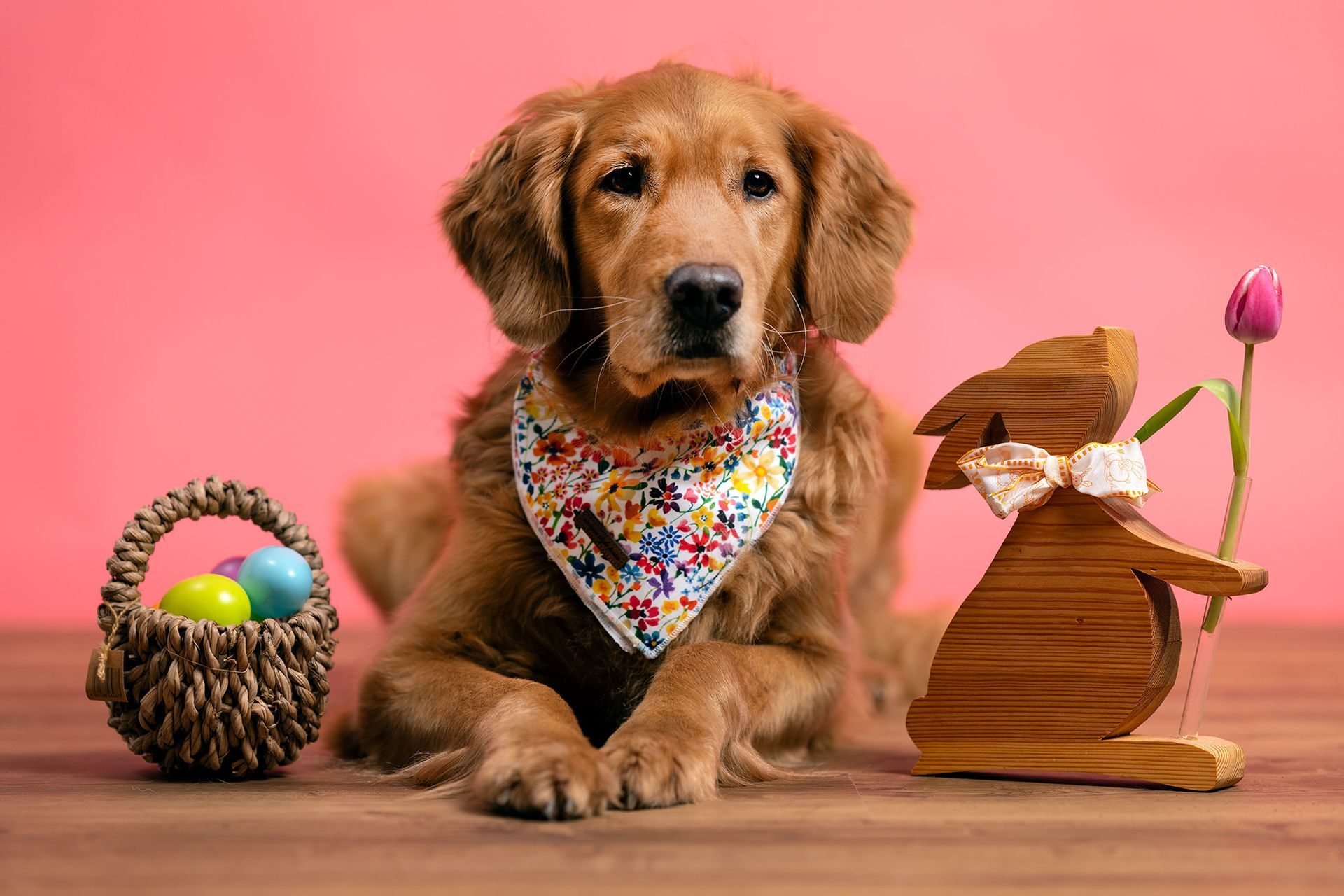 Hundeportraits zu Ostern