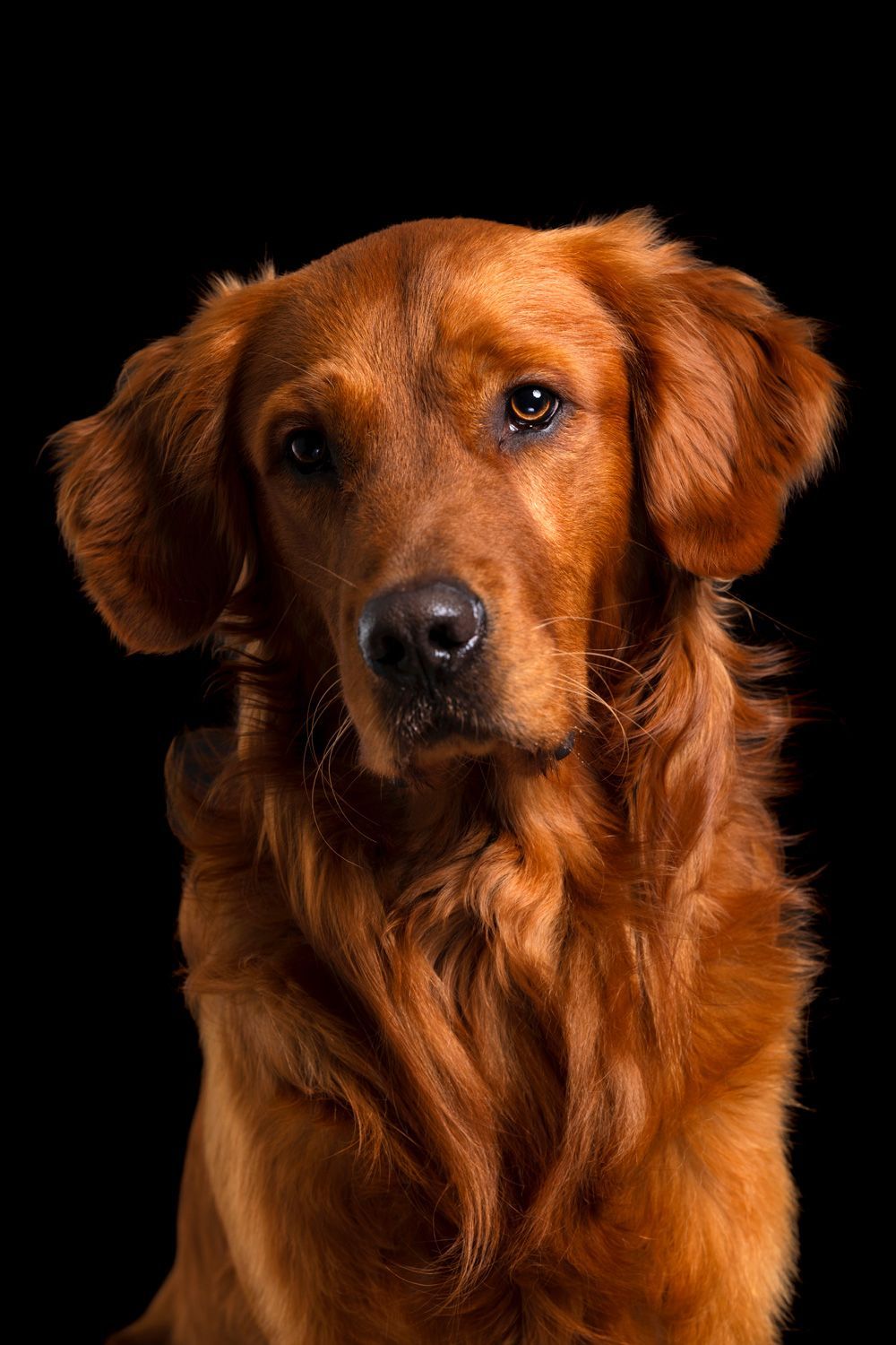 Hundeportraits im Hochformat