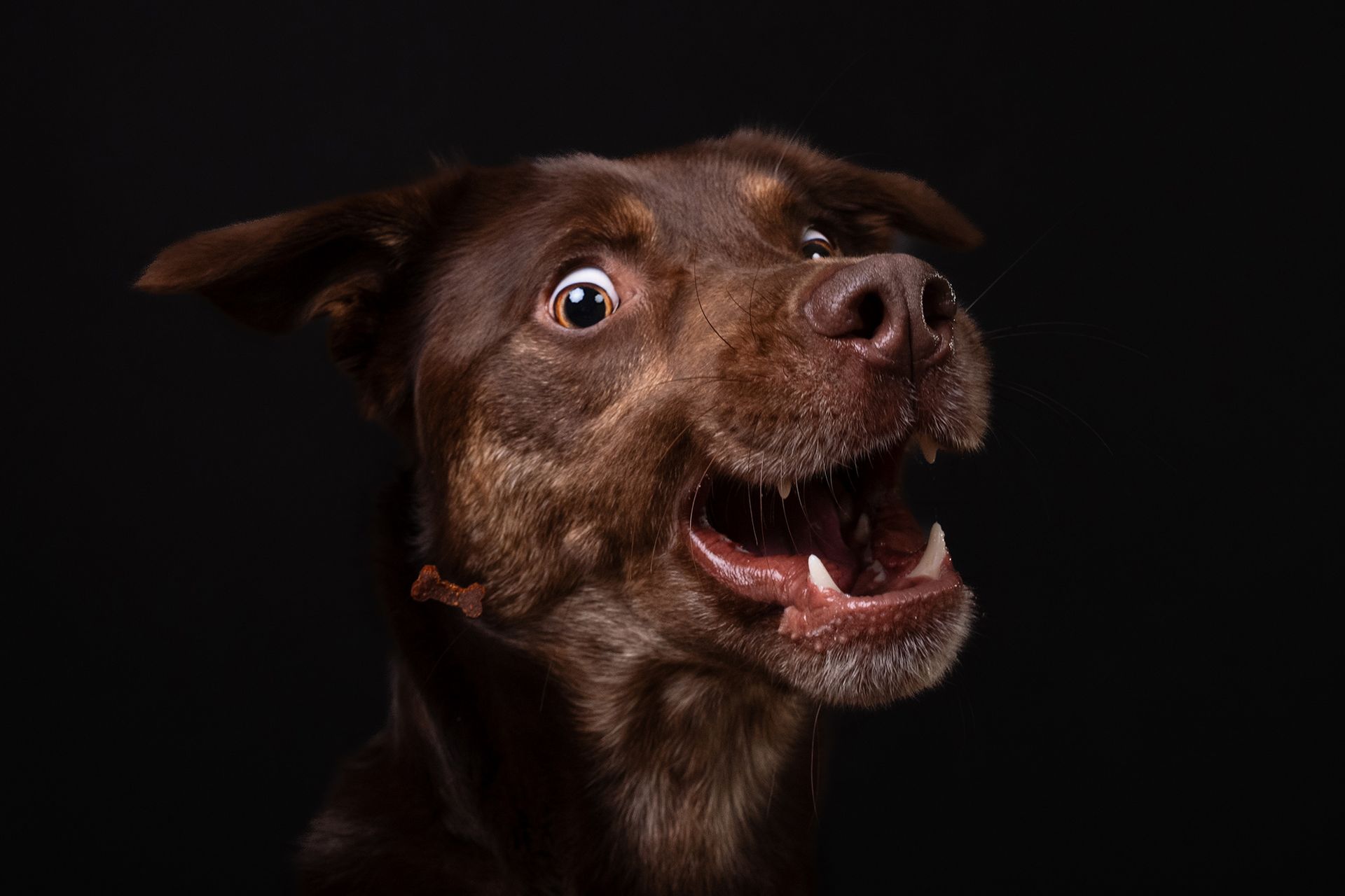 Hundefotografie Schnappbilder