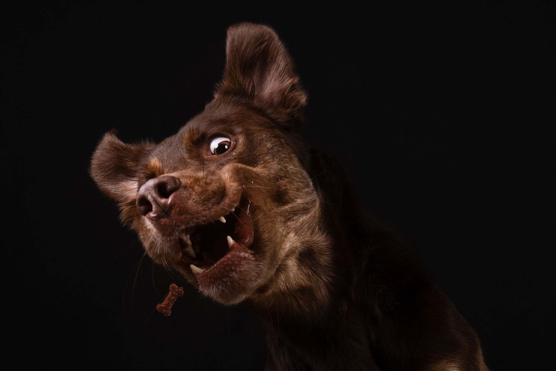 Hundefotografie witzige Schnappbilder