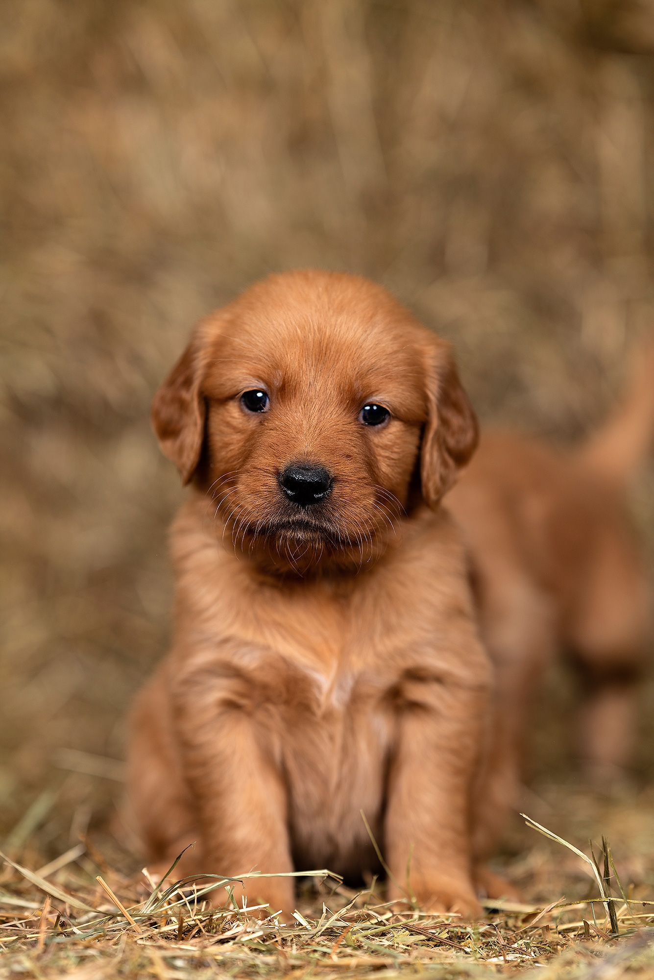 Hundewelpen 4 Wochen alt