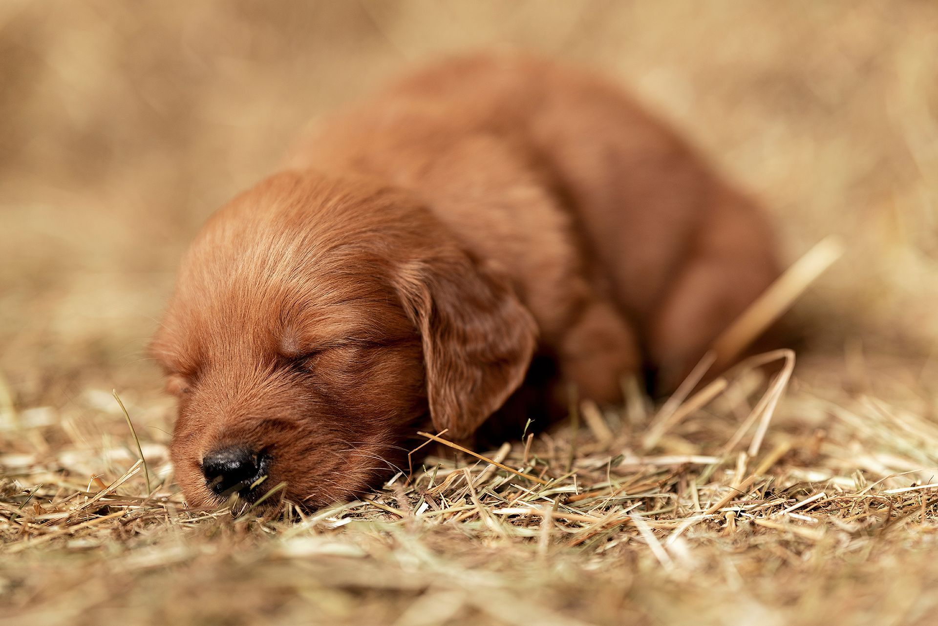 Schlafender Hundewelpen