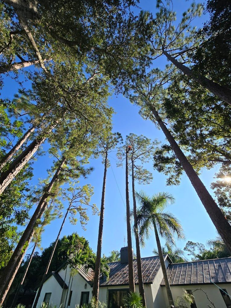 Safe, Affordable & Professional Tree Care in Tequesta, FL
