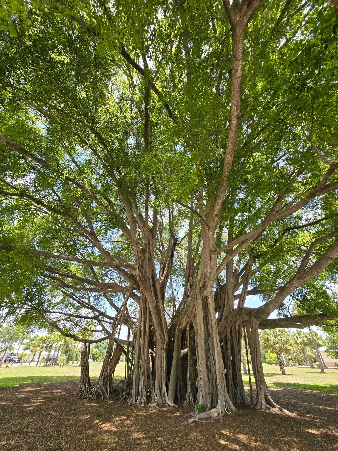 Top Rated Tree Service Company in Tequesta, FL