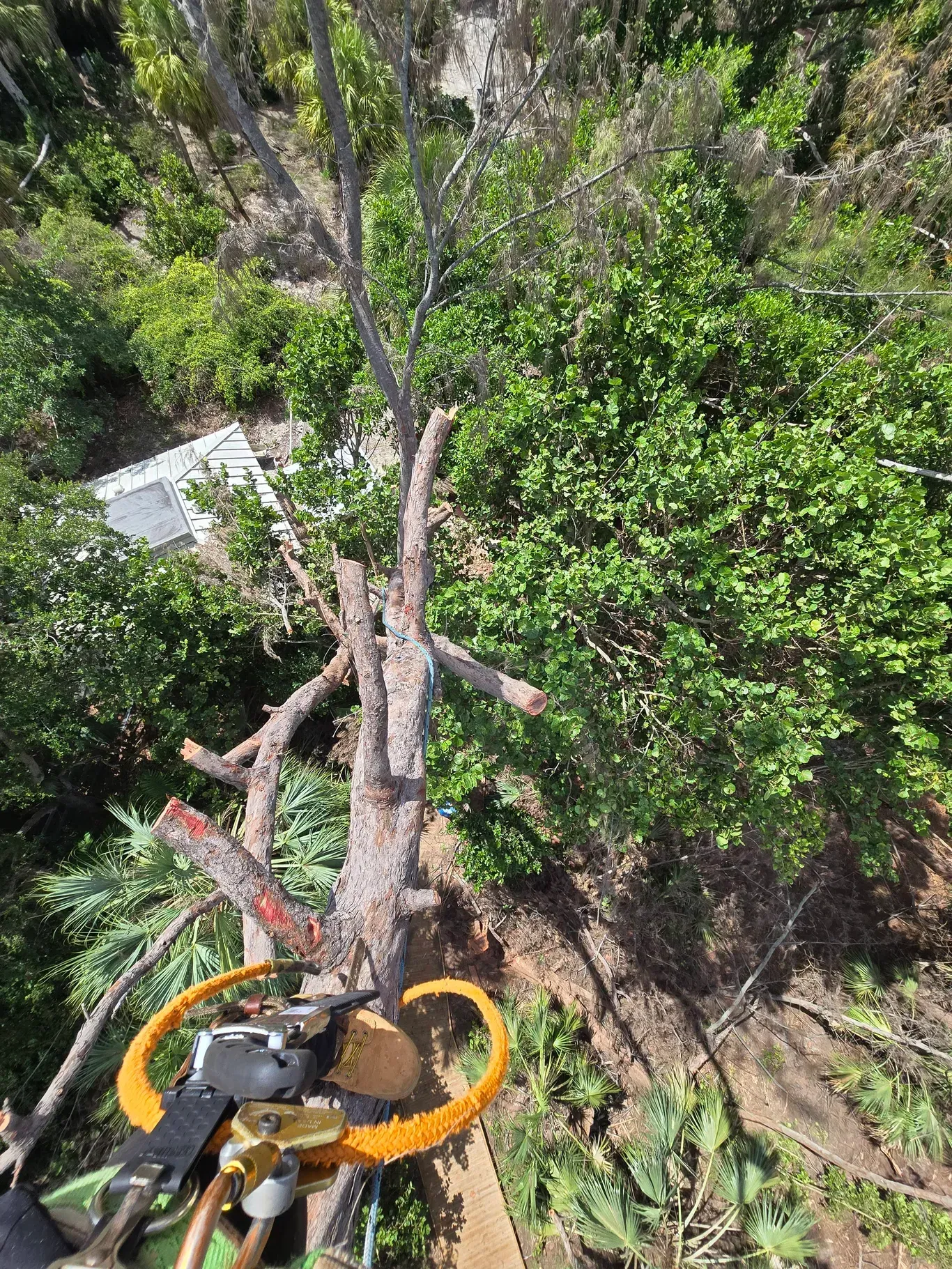 #1 Rated Tree Trimming & Removal Company in Tequesta
