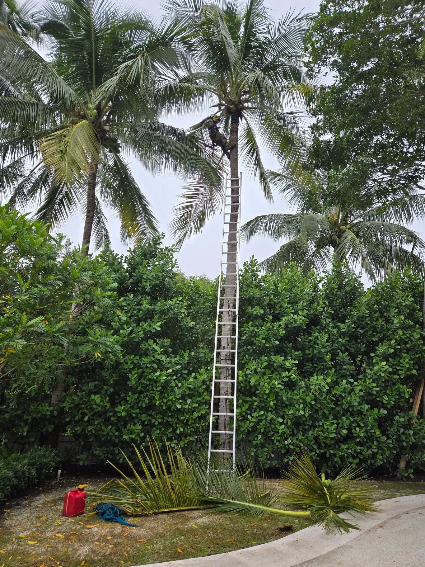 Best Tree Service Near Tequesta, FL