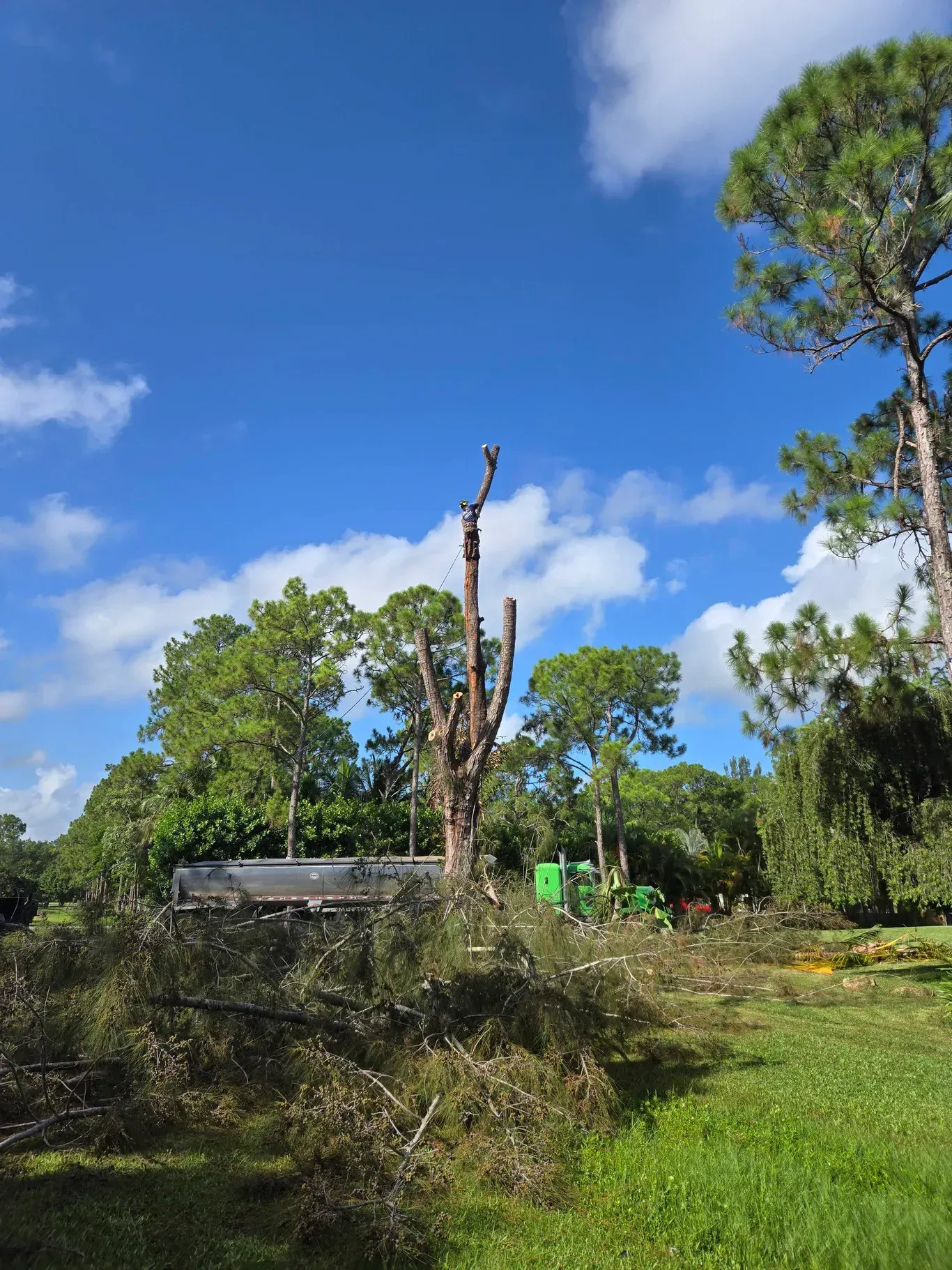 Professional Tree Services You Can Rely On