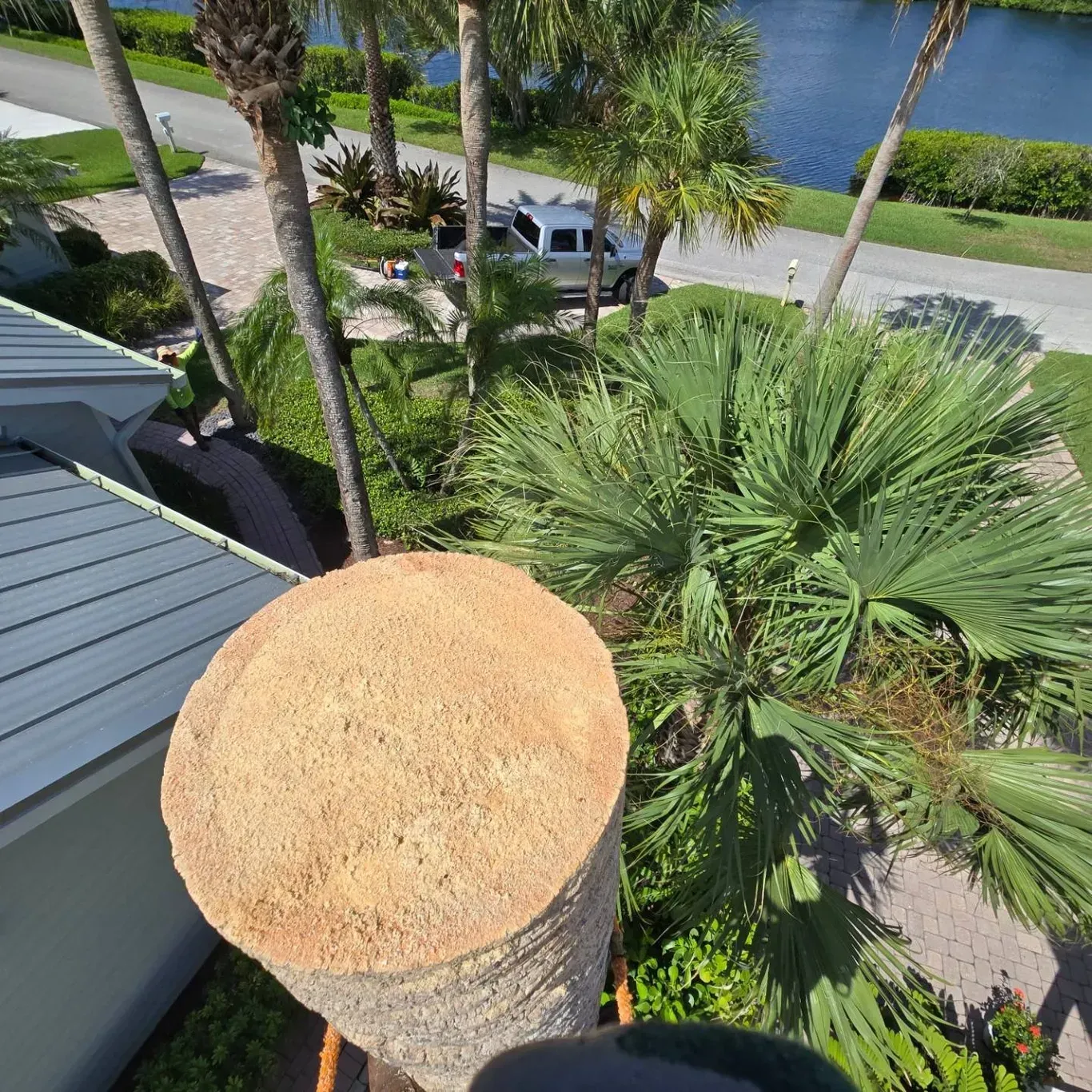 Your Local Tree Service Experts in Tequesta, FL
