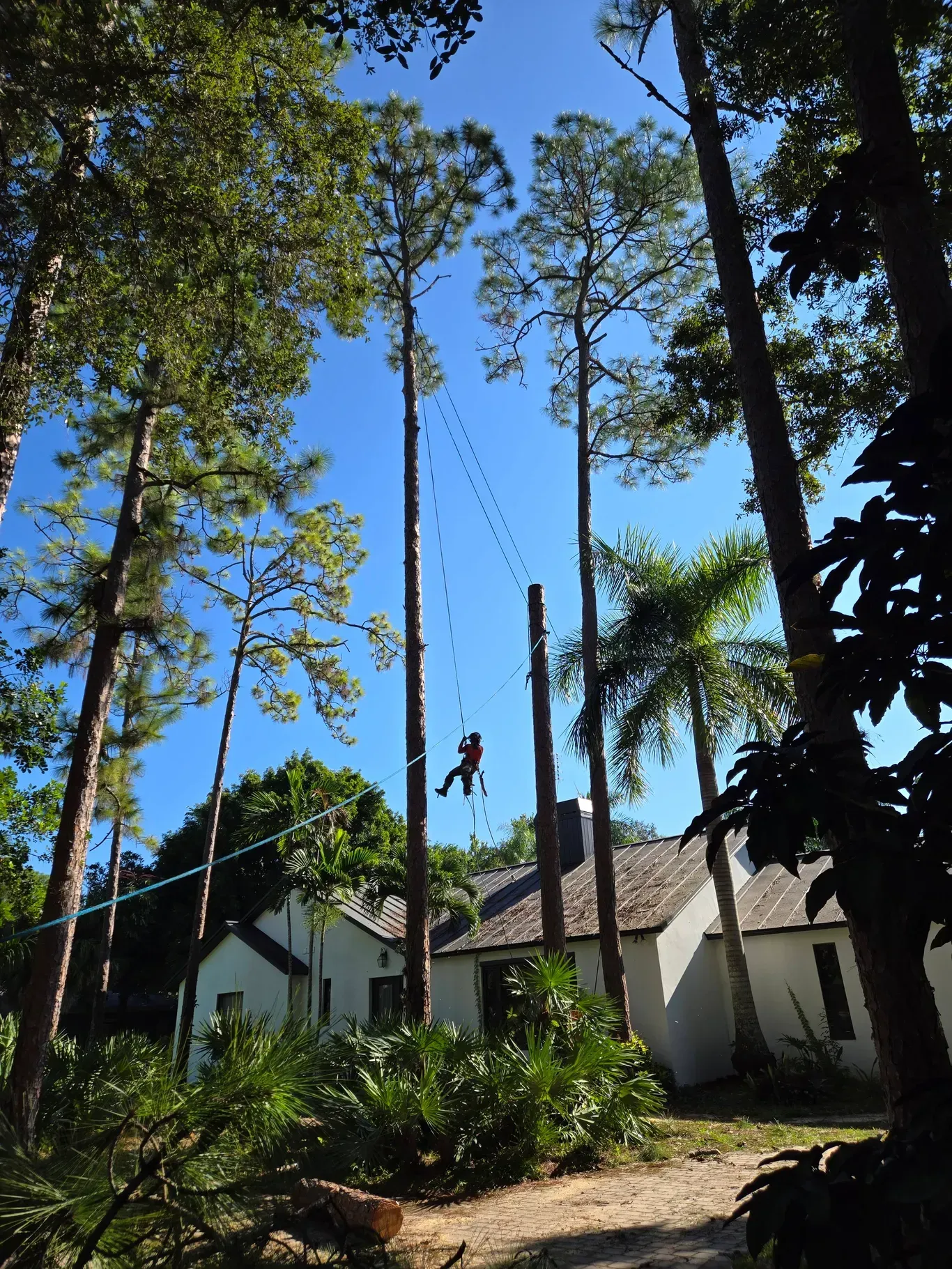 Residential & Commercial Tree Maintenance in Tequesta