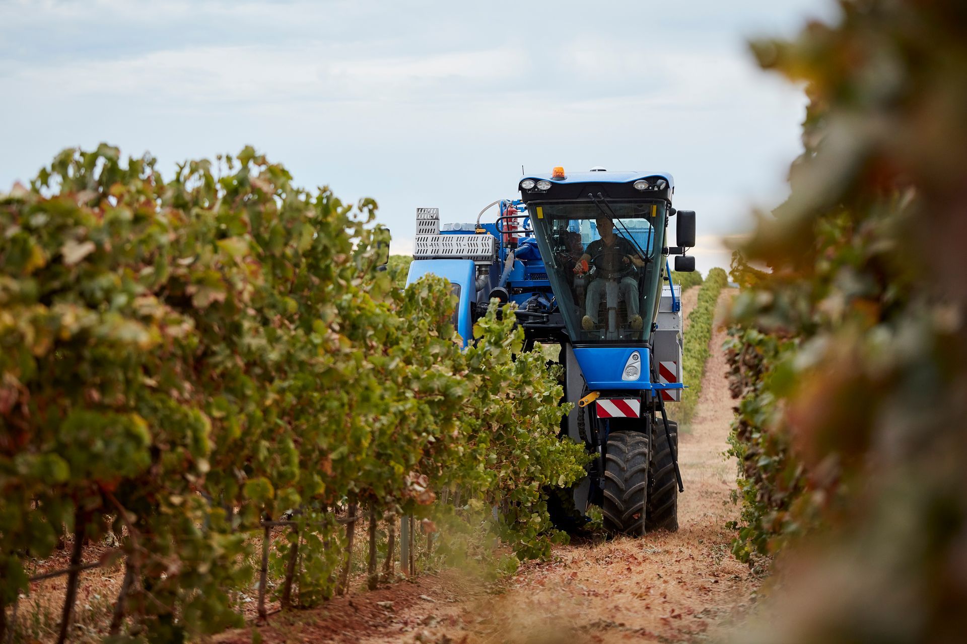 Een blauwe druivenplukker aan het werk in een wijngaard; rijen groene wijnstokken.