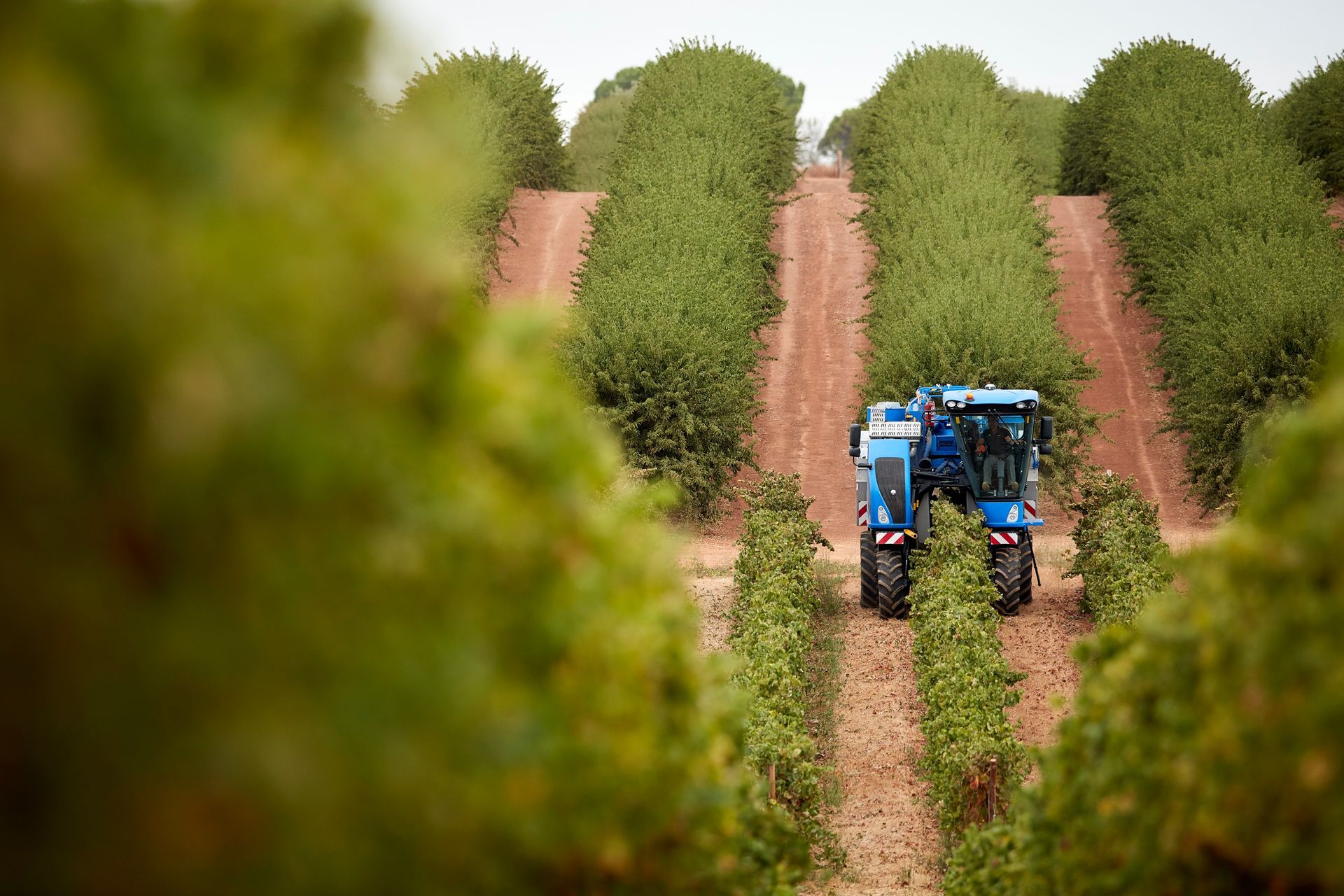 Blauwe oogstmachine in een notenboomgaard, rijen bomen, bruine aarde.