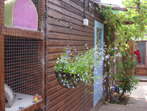 kirkland nature's domain dog food puppy