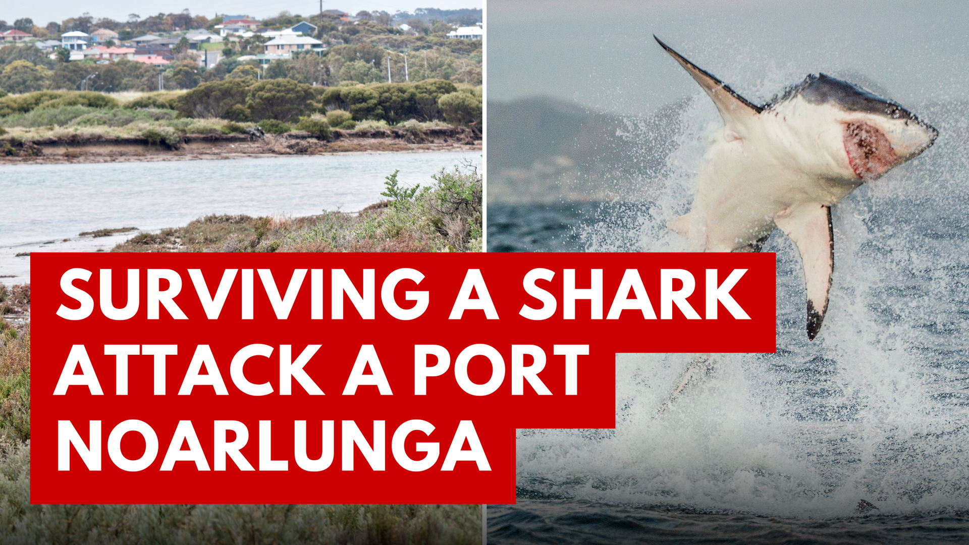 A shark is jumping out of the water next to a body of water.