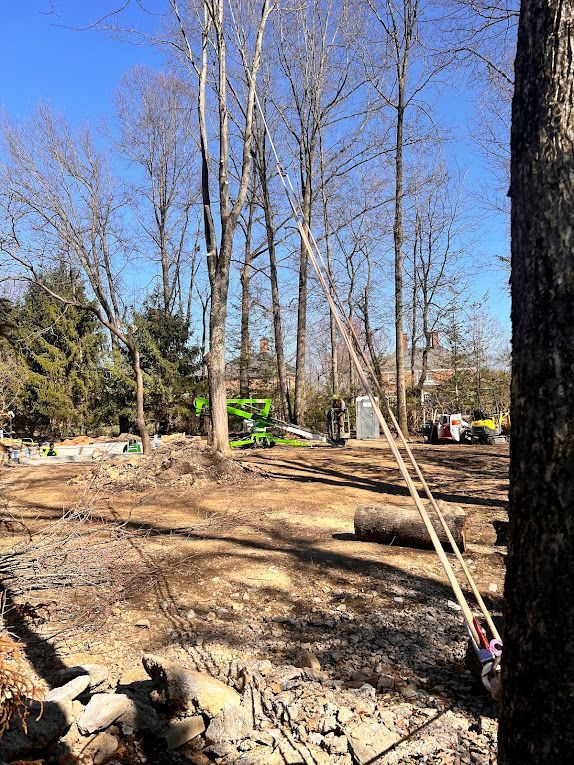 A construction site with bare trees, dirt, and heavy machinery on a sunny day. Two ropes are strung up in the trees.