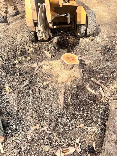 A stump grinder grinding down a tree stump. Wood chips surround the stump and machine.