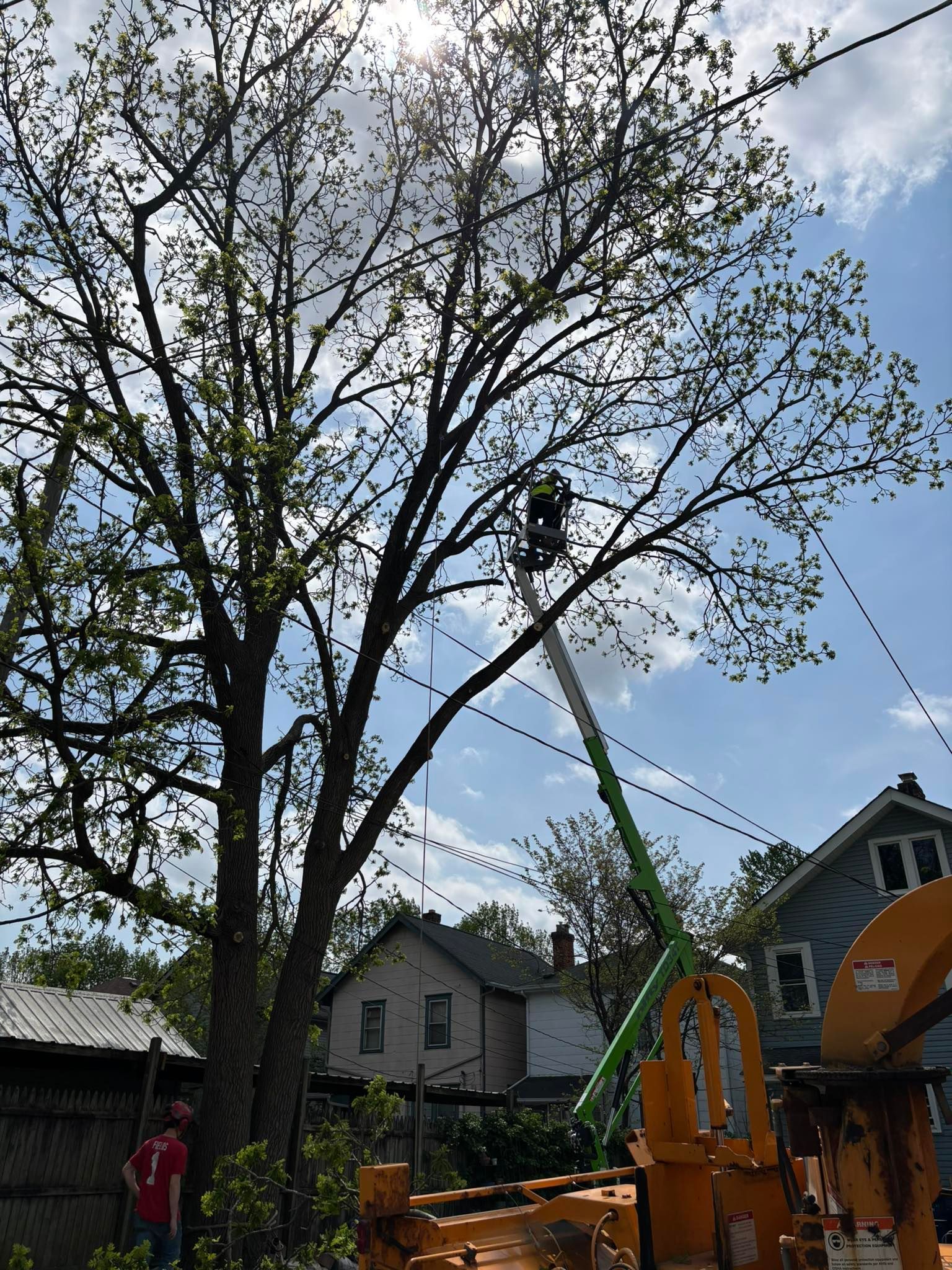 A tree being trimmed by a worker in a lift near power lines and residential buildings on a sunny day.