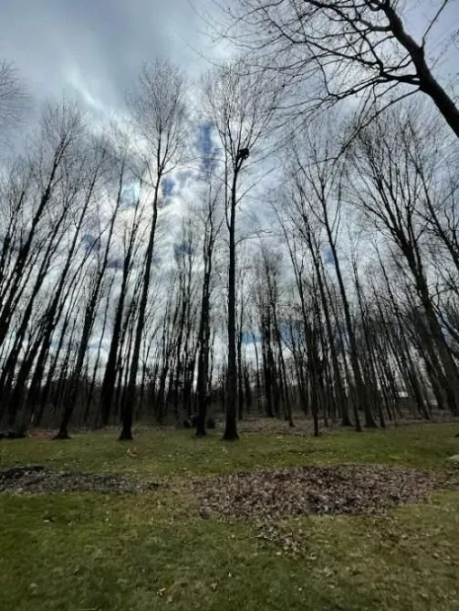 Bare trees reach towards a cloudy sky in a grassy area. Fallen leaves are scattered on the ground in the foreground.