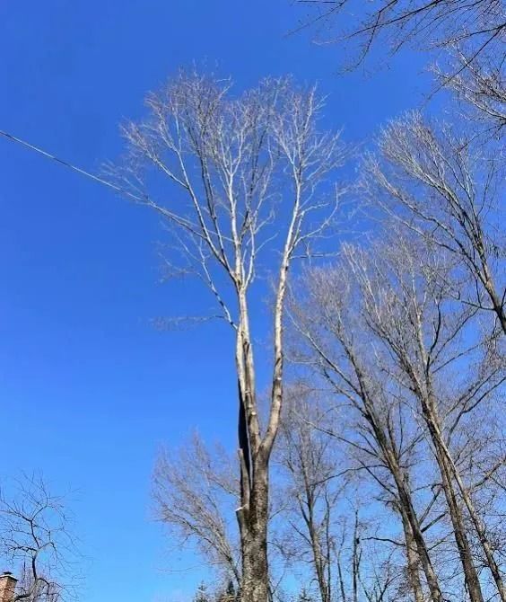 Bare trees against a bright blue sky. One tall tree is centrally positioned, with a forked top.